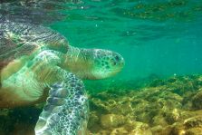 Iniciada segunda etapa do 7� Pr�mio de Educa��o Ambiental Amigos do Mar