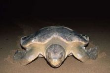 tartaruga
