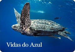 Exposi&ccedil;&atilde;o vidas do azul